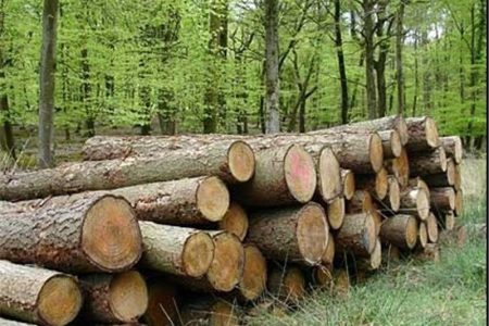 گزارش مکتوب؛ زراعت چوب، پایانی بر قتل درختان