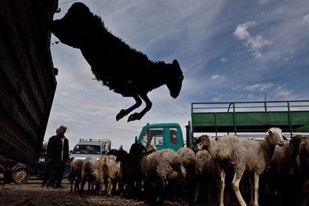 نجات ۹۰ رأس بره از دام قاچاقچی