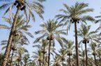 برنامه‌ریزی برای توسعه نخلستان‌های اقتصادی در استان ایلام
